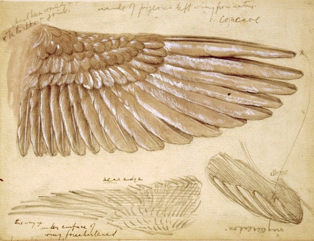 Bird Wings
